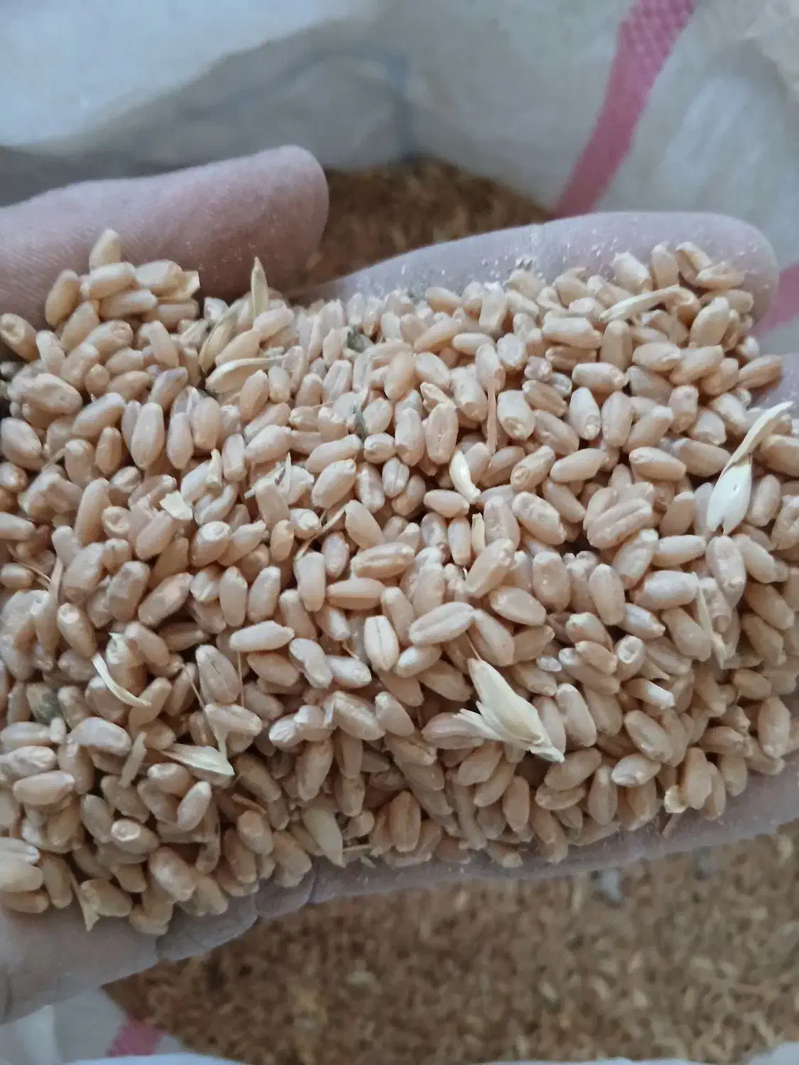 گندم|عمدهفروشی|شیراز, میرزاکوچک خان|دیوار