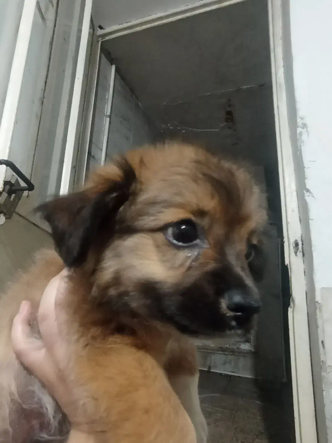 سگ پامر روباهی|سگ|ورامین, ورامین|دیوار