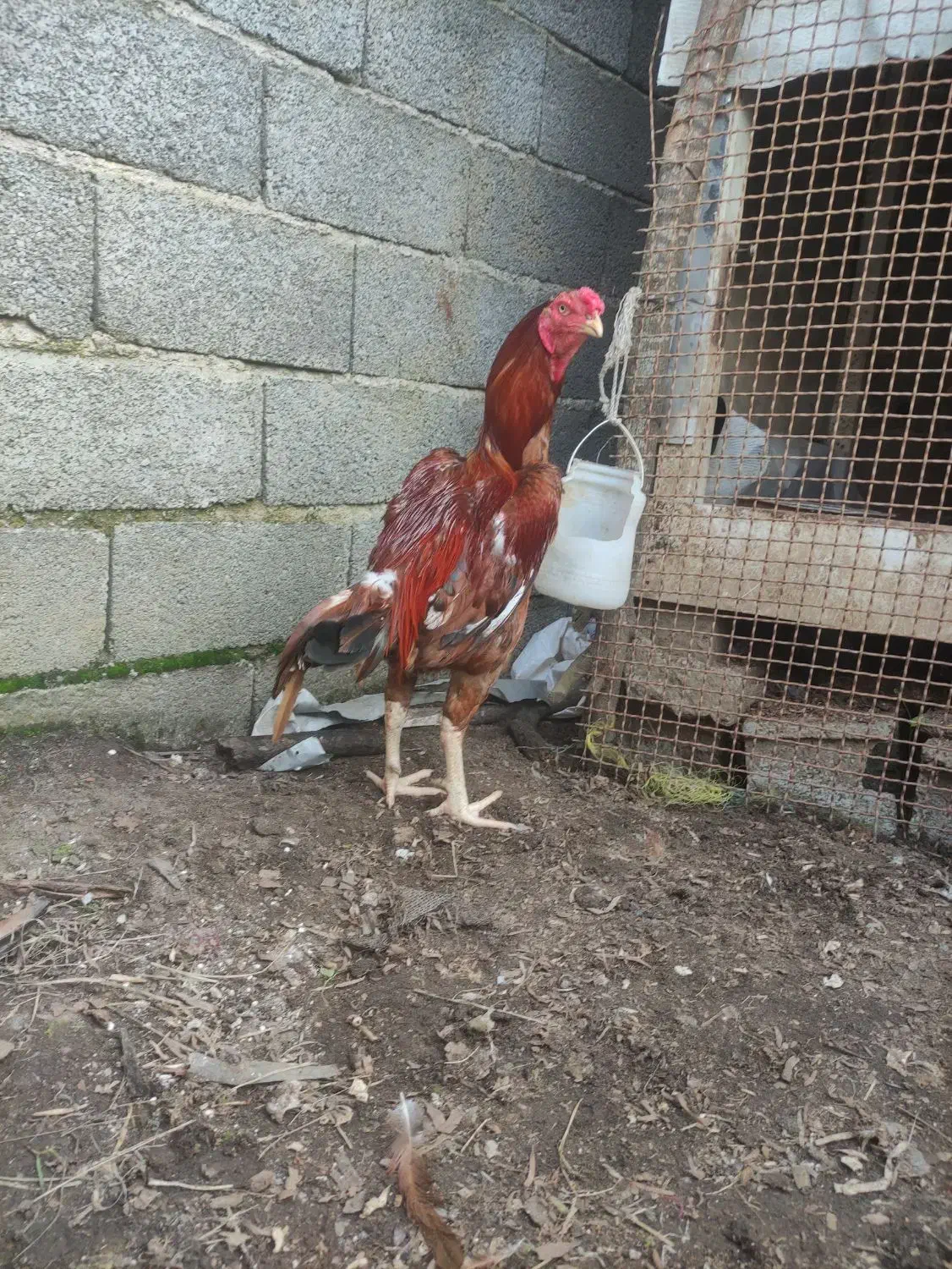 جوجه لاری|حیوانات مزرعه|رودسر, |دیوار