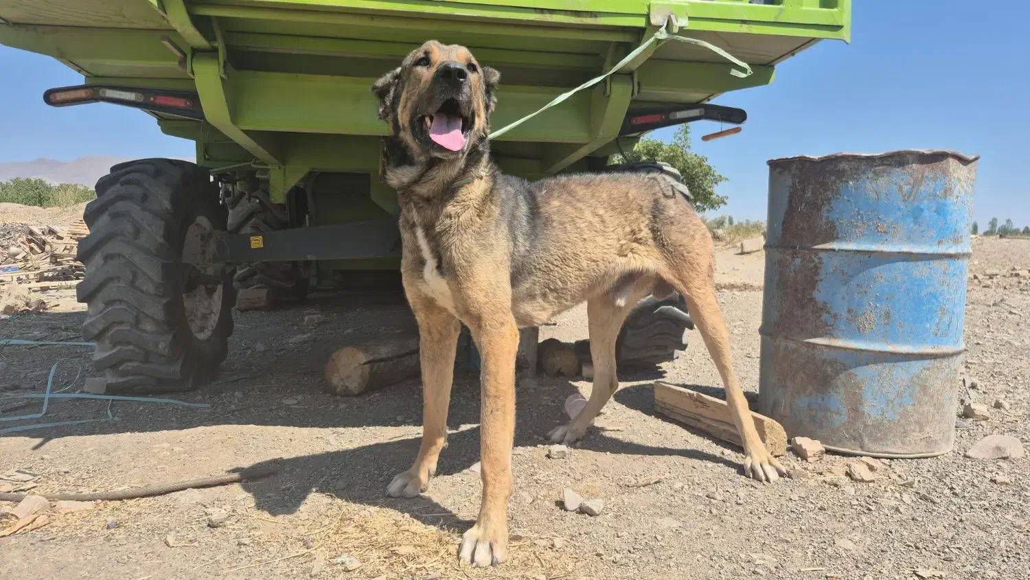 سگ سرابی|سگ|شبستر, |دیوار