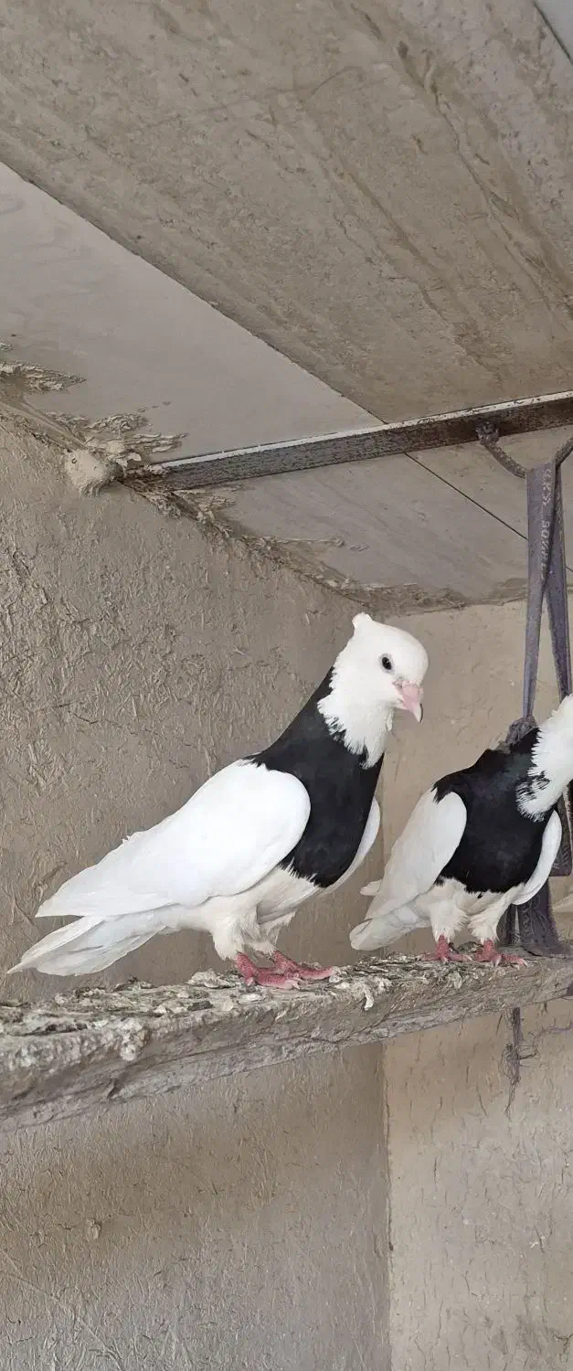 فروش چند عدد طوقی بدون خطا|پرنده|چمران, |دیوار