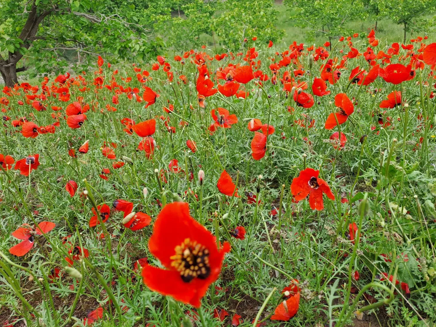 سوییت ویلای اجاره ای در شاندیز|اجارهٔ کوتاهمدت آپارتمان و سوئیت|شاندیز, |دیوار