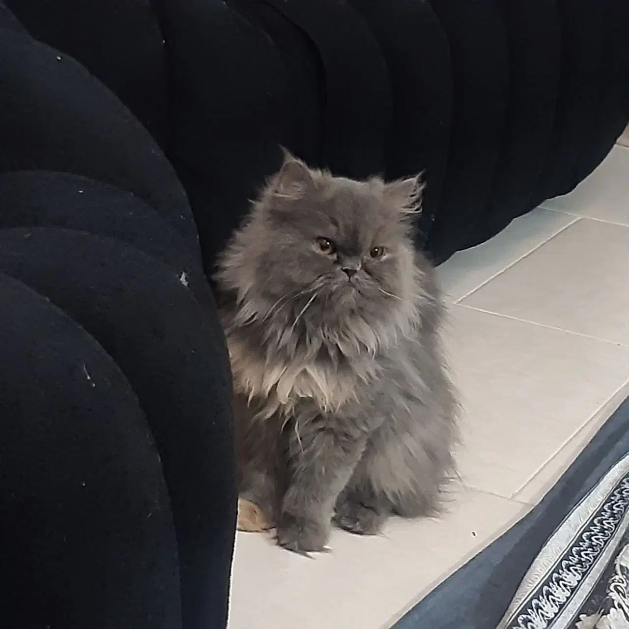 واگذاری|گربه|تهران, مولوی|دیوار