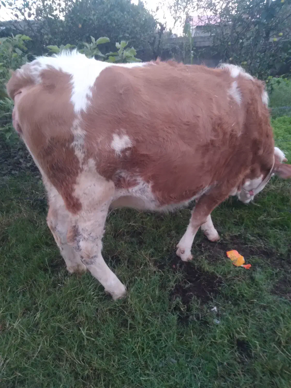 سمینتال اصیل|حیوانات مزرعه|رشت, پل تالشان|دیوار