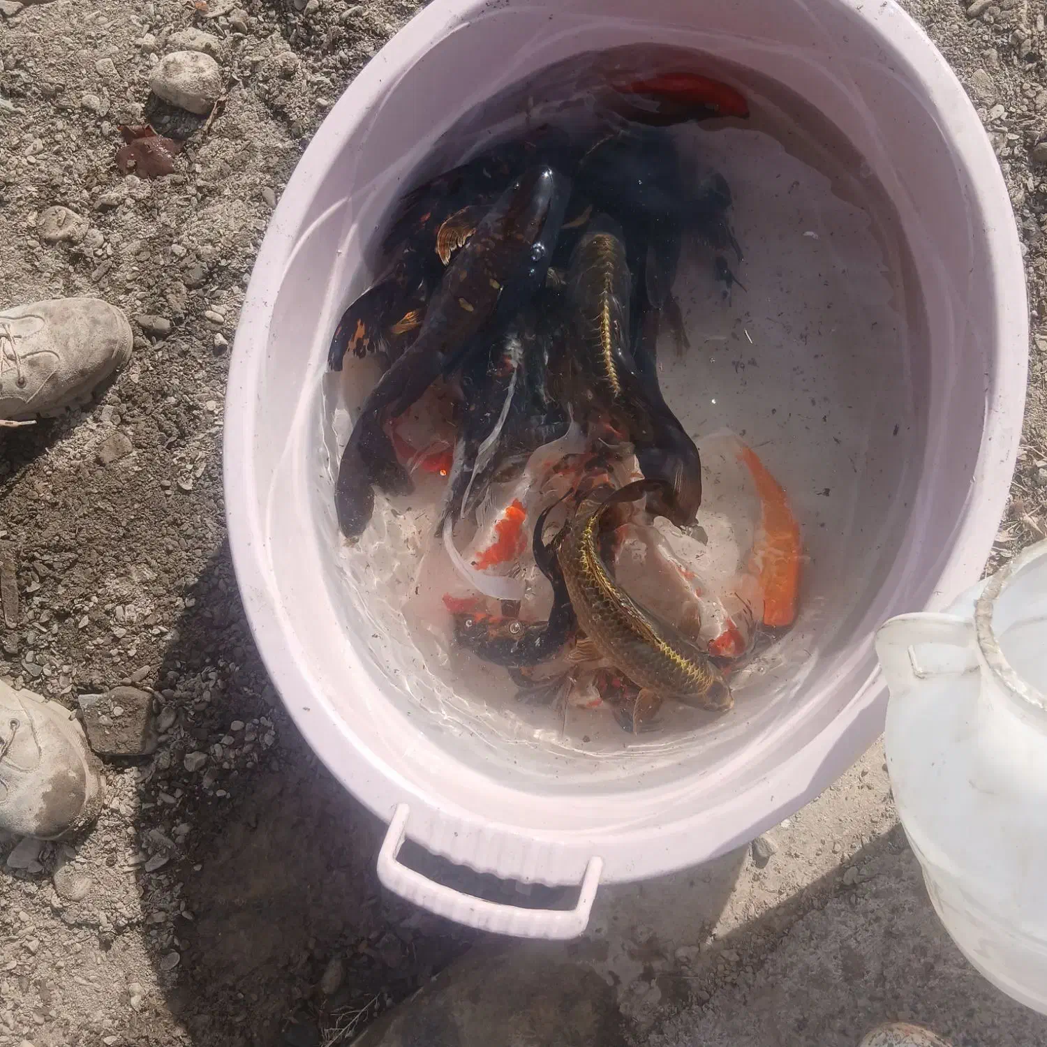 ماهی کوی|ماهی|مشهد, میان ولایت|دیوار