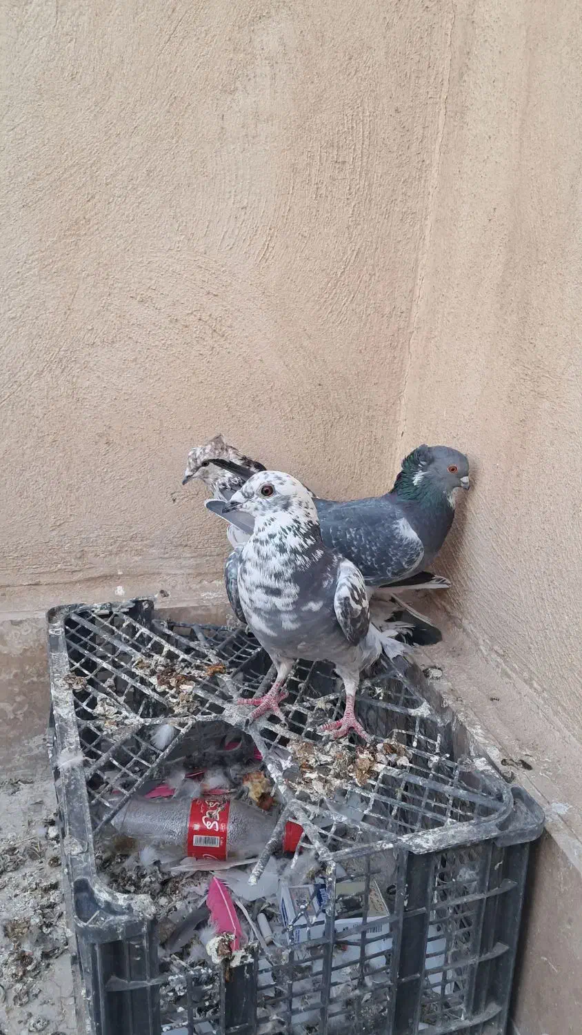 سرور بلژیکی مسافتی اصل|پرنده|قم, حاج زینل|دیوار