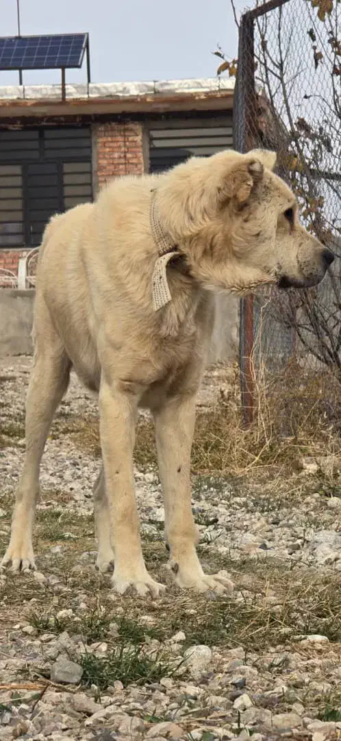 واگذاری سگ|سگ|ماکو, |دیوار