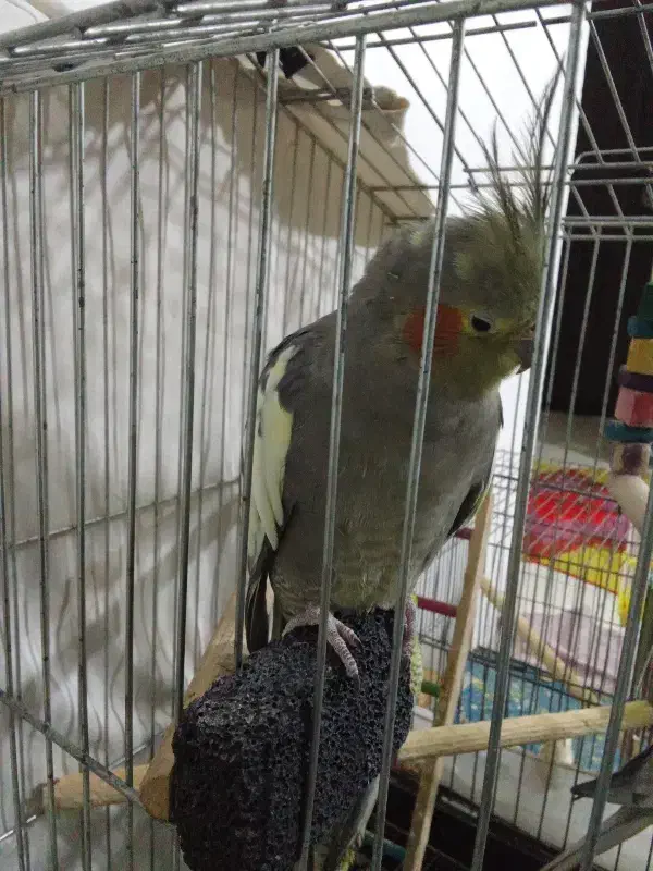 عروس هلندی ماده|پرنده|محمدشهر, شهرک چمران|دیوار