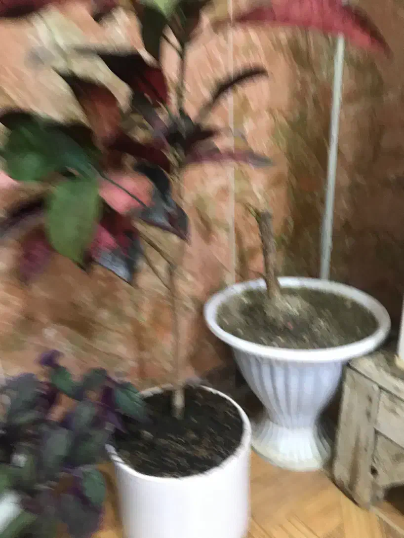 گل های زیبا بدون مریضی|گل و گیاه طبیعی|سقز, |دیوار