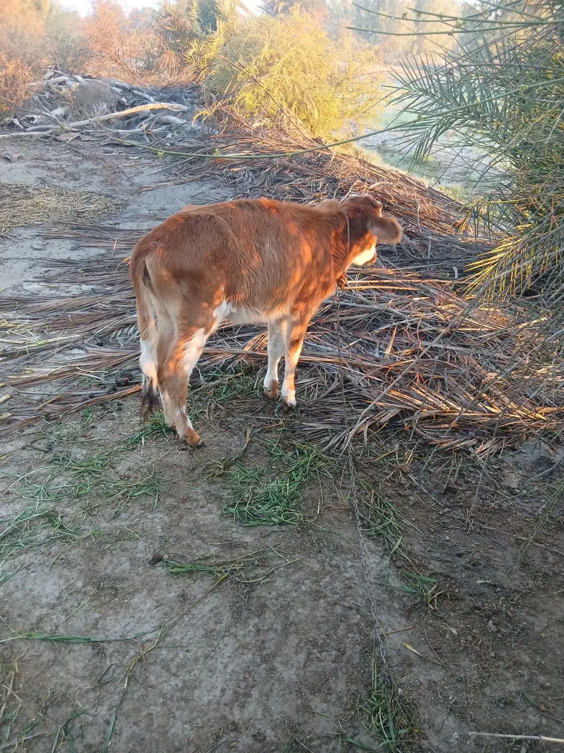 گاو|حیوانات مزرعه|میناب, |دیوار