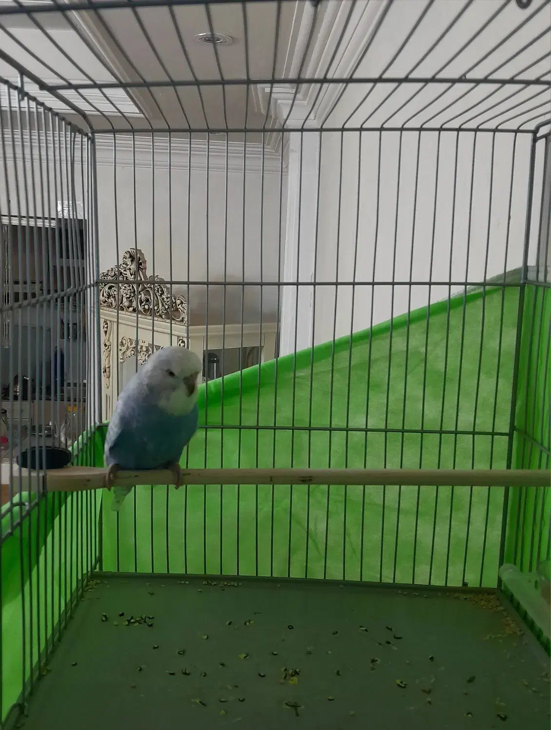 مرغ عشق. عروس هلندی. قناری|پرنده|فردیس, منظریه|دیوار