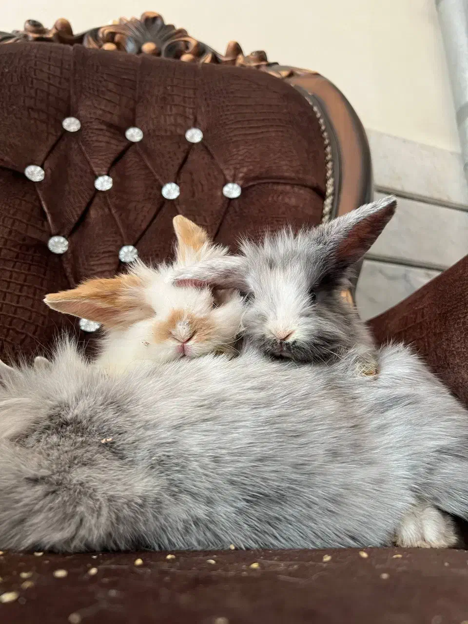 تعدادی خرگوش لوپ اصیل|موش و خرگوش|خمینی‌شهر, |دیوار