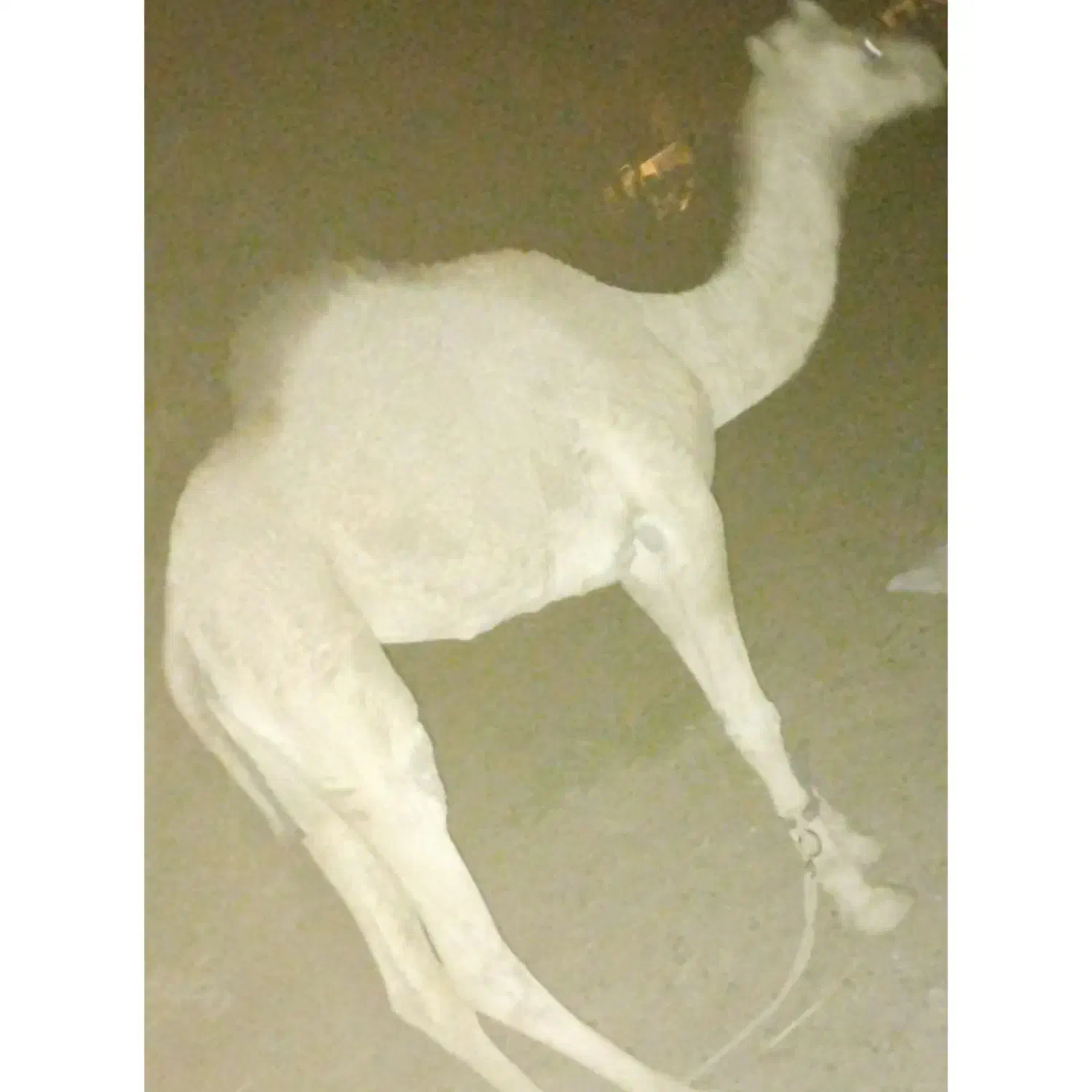 شتر چاق به فروش می‌رسد|حیوانات مزرعه|فهرج, |دیوار