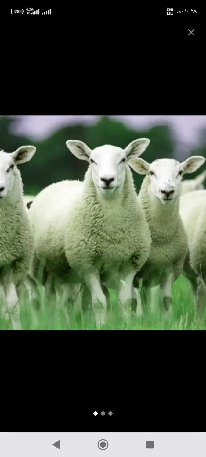 چرایی|حیوانات مزرعه|تهران, یافتآباد|دیوار