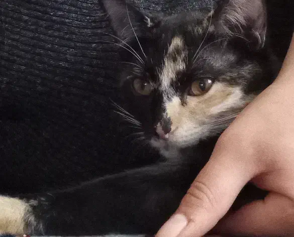 گربه ۵ ماهه|گربه|سنقر, |دیوار