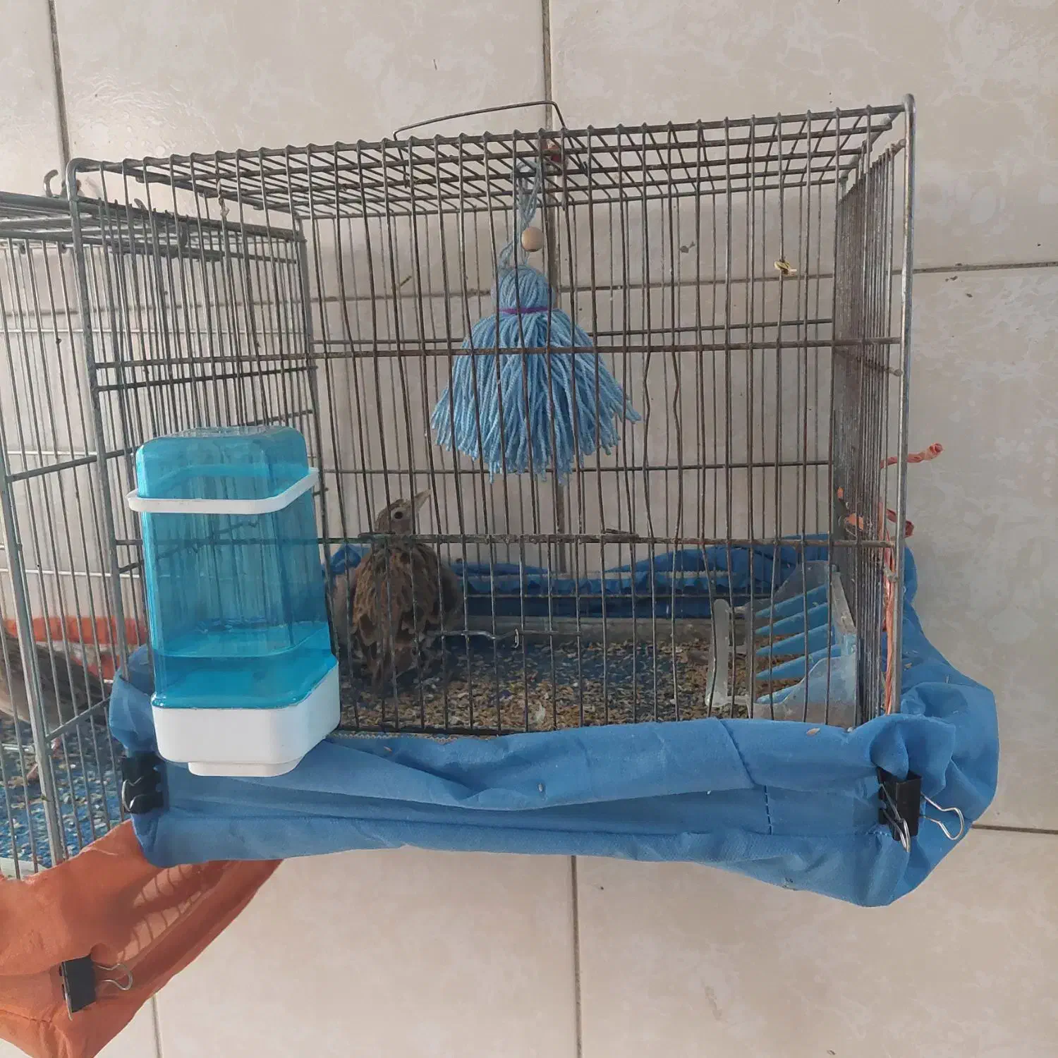 سره خاکی|پرنده|قیامدشت - خاورشهر, |دیوار