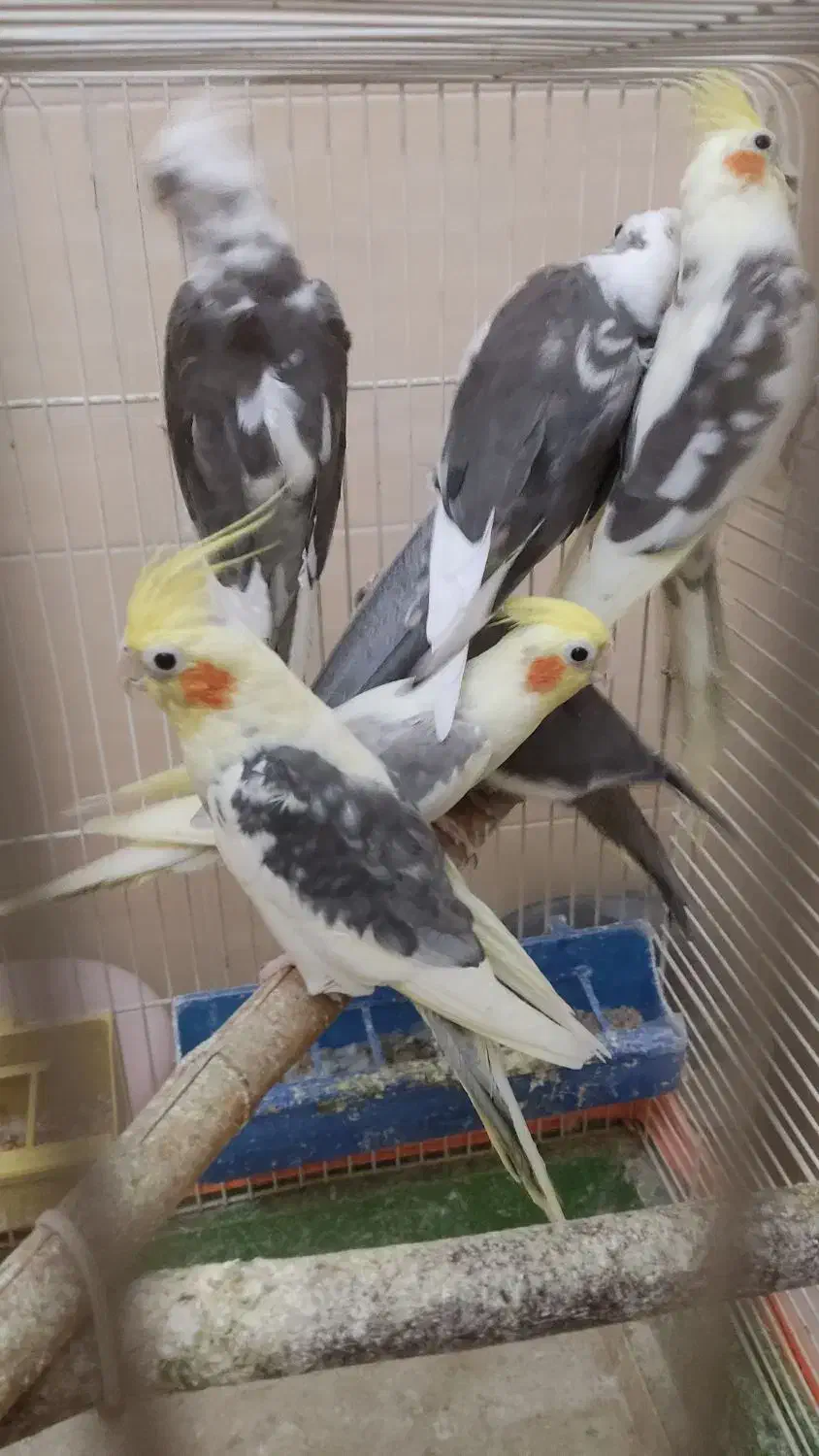 عروس هلندی|پرنده|تهران, بریانک|دیوار