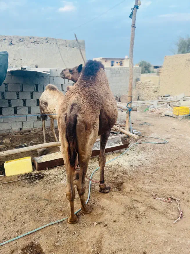 شتر|حیوانات مزرعه|قشم, |دیوار