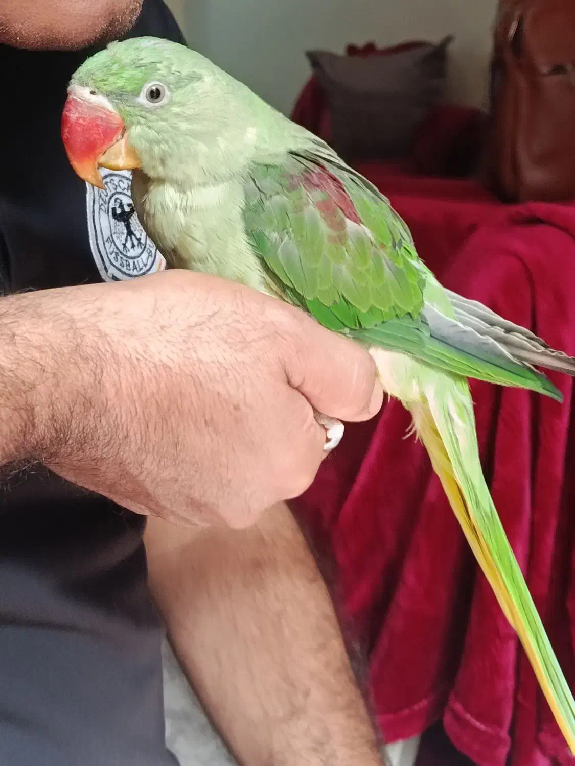 شاه طوطی|پرنده|سیرجان, |دیوار