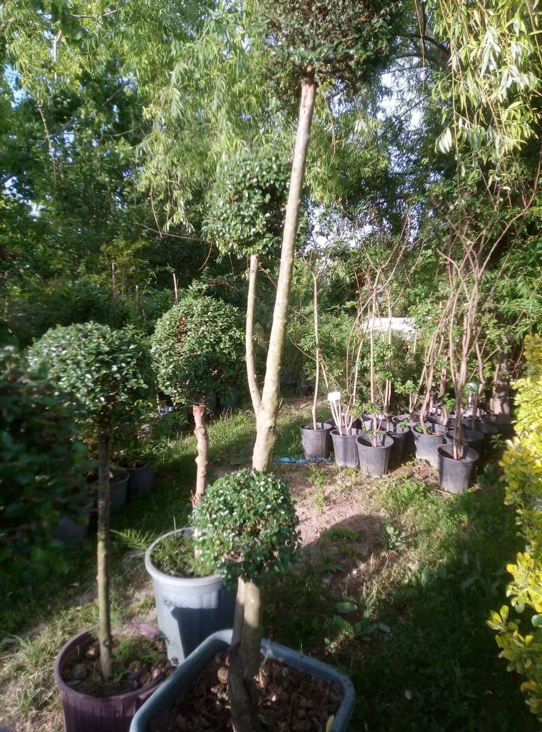 خدمات کارهای باغ و باغشهر وفروش مرغوب ترین درختان|خدمات باغبانی و درختکاری|شیراز, شهرک گلستان|دیوار