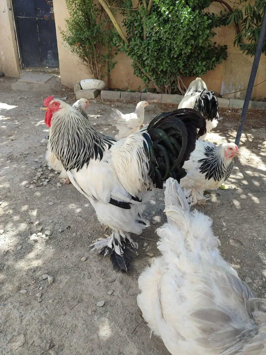 تخم مرغ نطفه دار برهما رومانی اصیل|حیوانات مزرعه|کرمانشاه, |دیوار