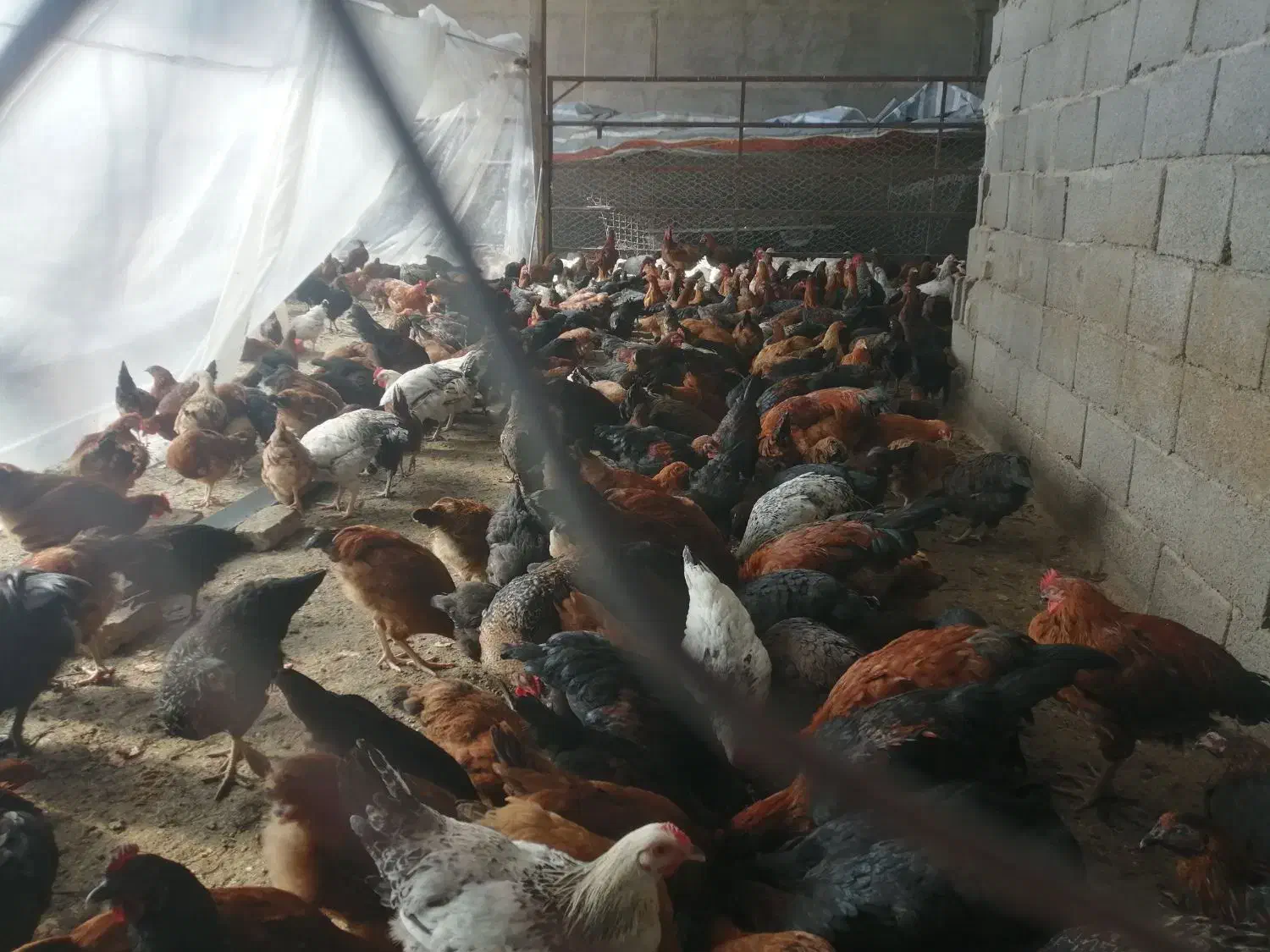 سلام فروش مرغ و خروس جوان 5 ماهه گلپایگان|حیوانات مزرعه|جوین, |دیوار