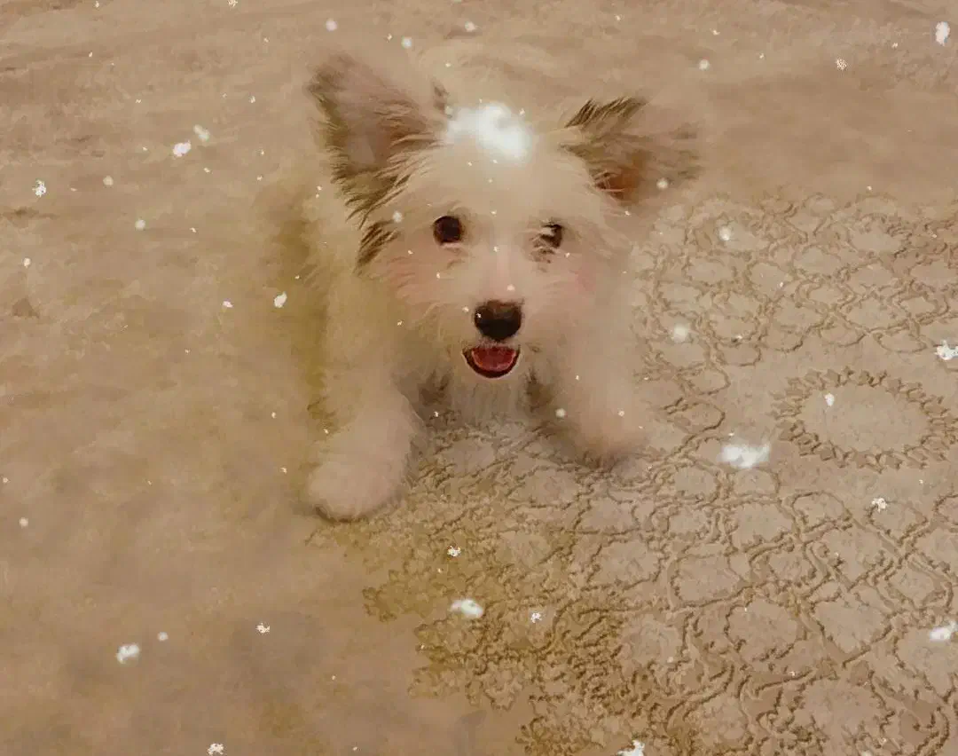 واگذاری سگ|سگ|تبریز, |دیوار