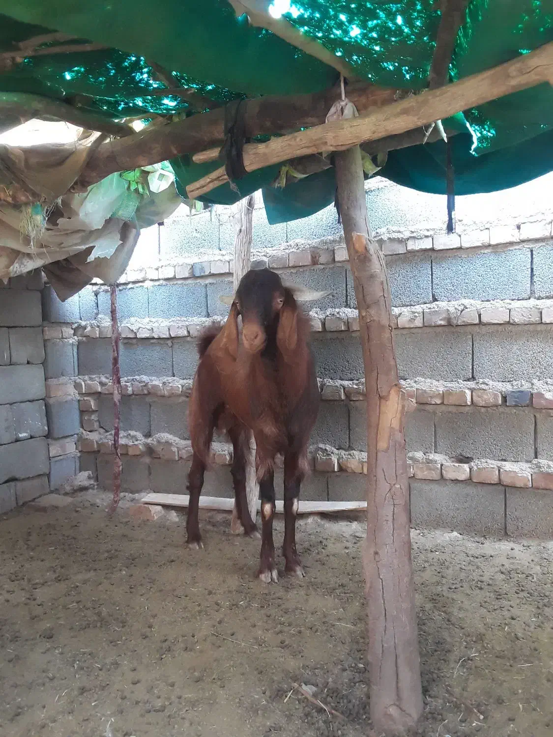 تروشت|حیوانات مزرعه|بمپور, |دیوار