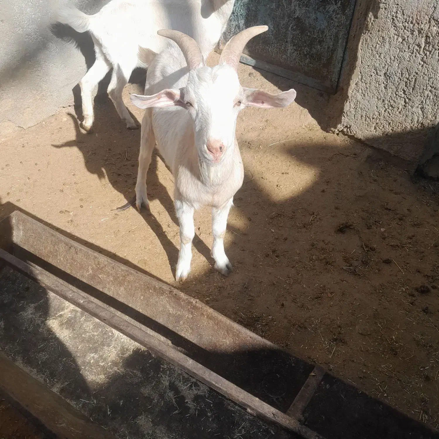 بزغاله نر سانن|حیوانات مزرعه|باخزر, |دیوار