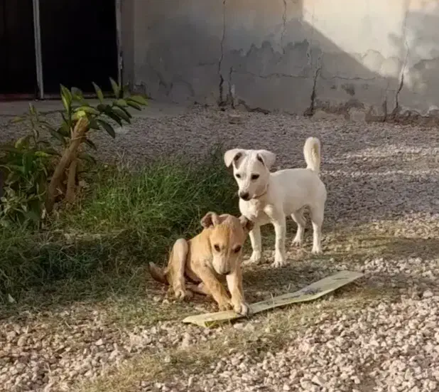 سگ پاکوتاه سفید فروشی|سگ|طبس, |دیوار