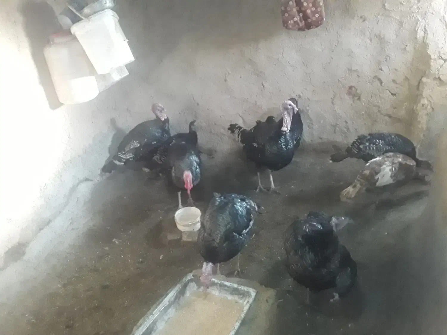 بوقلمون محلی|حیوانات مزرعه|میلاجرد, |دیوار