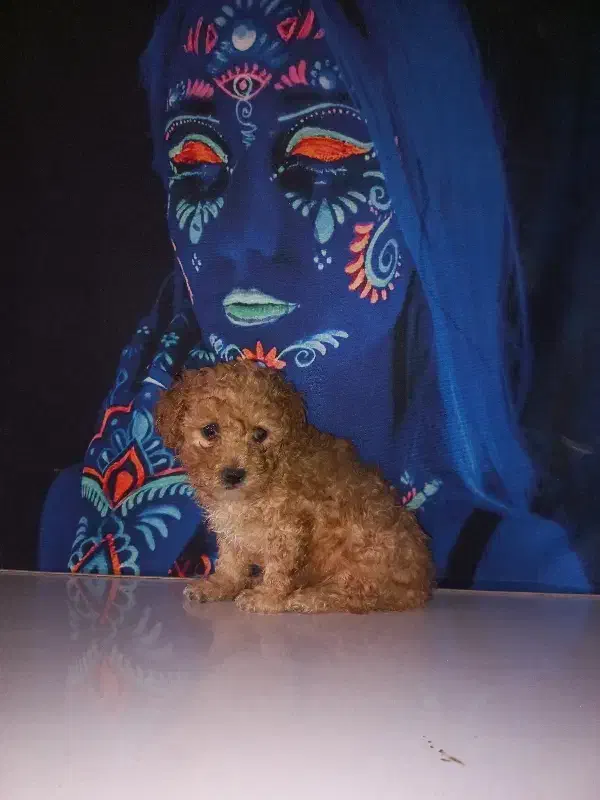 توله سگ پودل تاینی توی عروسک جیبی وزن بلوغ2ونیم|سگ|آمل, |دیوار