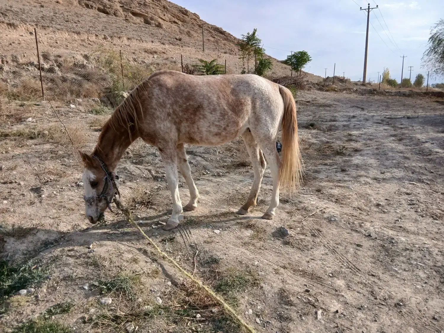 اسب ماده یورقه|اسب و تجهیزات اسب‌سواری|شیروان (خراسان), |دیوار