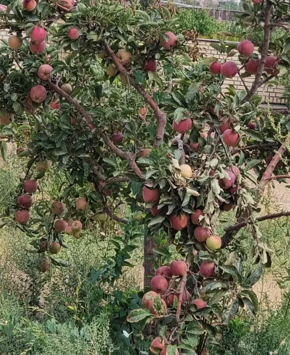 سیب قرمز زرد درشت و آبگیری و سرکه|خوردنی و آشامیدنی|تهران, قناتکوثر|دیوار