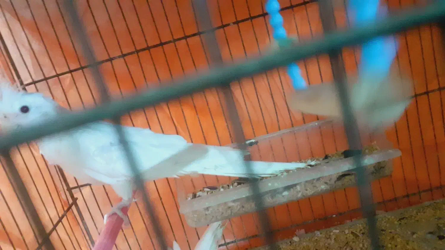 یک جفت عروس هلندی مولد نر و ماده|پرنده|گوگان, |دیوار