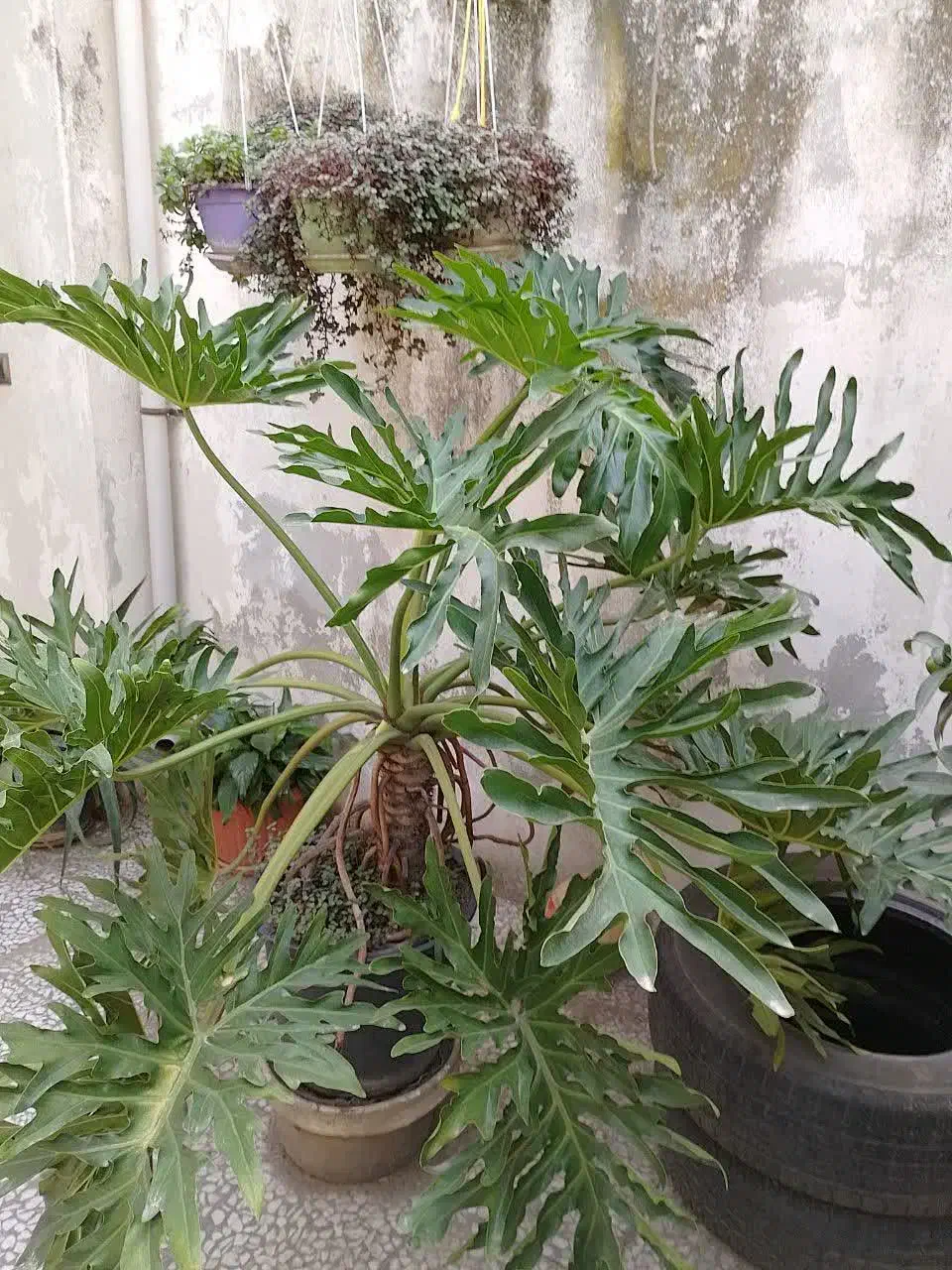 گل برگ انجیری بزرگ|گل و گیاه طبیعی|تهران, نظام‌آباد|دیوار