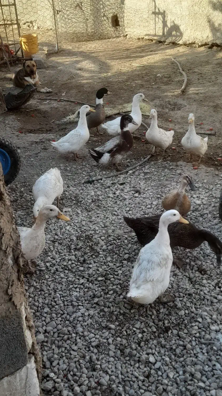 غاز و اردک محلی|حیوانات مزرعه|دره شهر, |دیوار