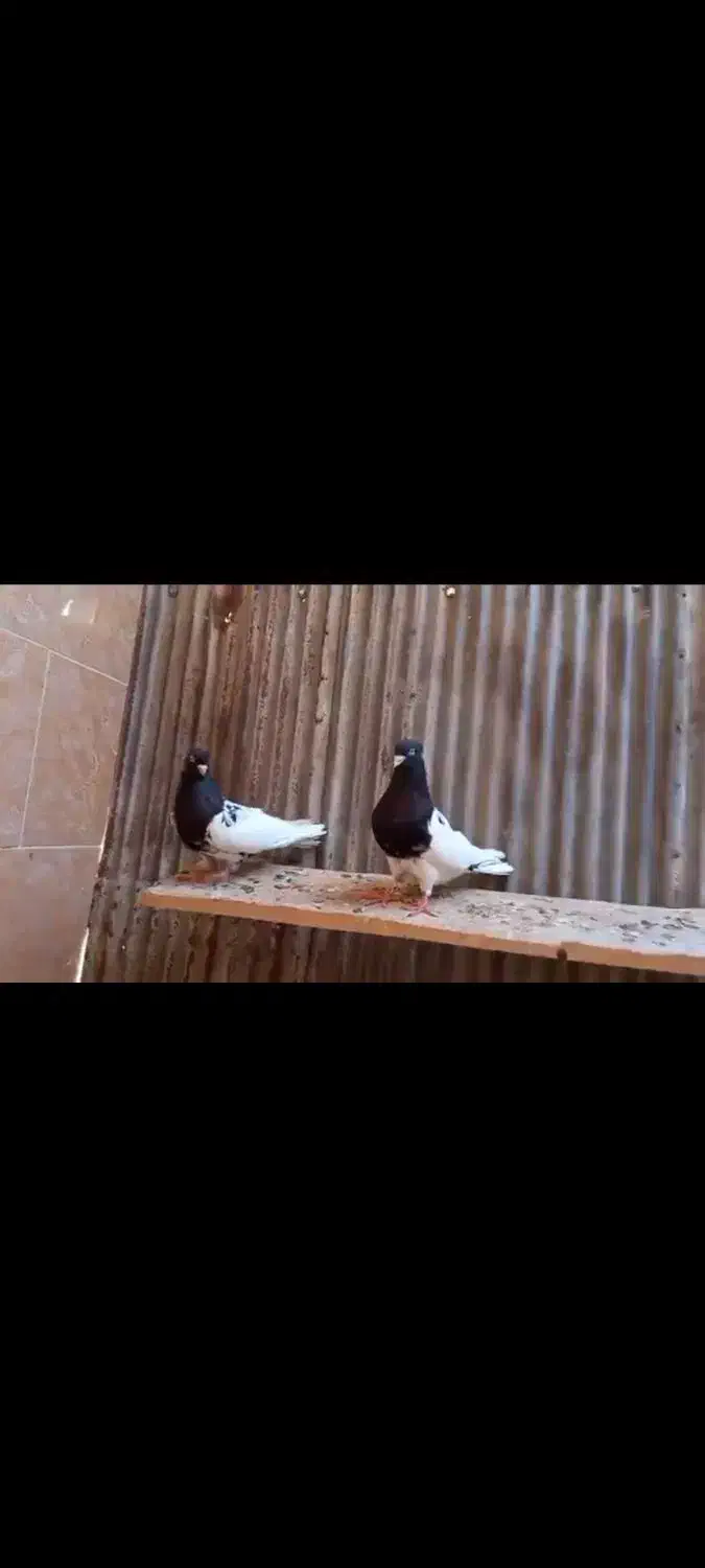 کبوتر کله ای سیاه|پرنده|صدرا-فارس, فاز ۱|دیوار