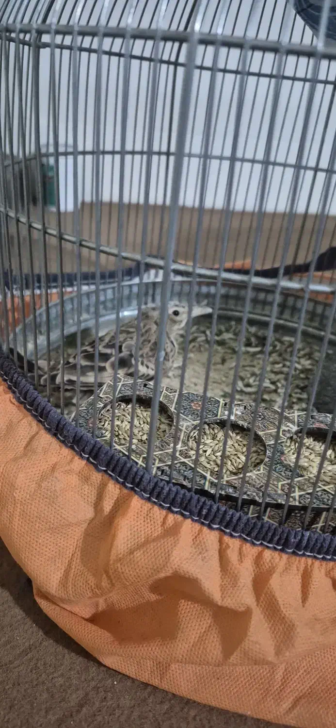 پرنده|پرنده|شیراز, شهرک گلستان|دیوار