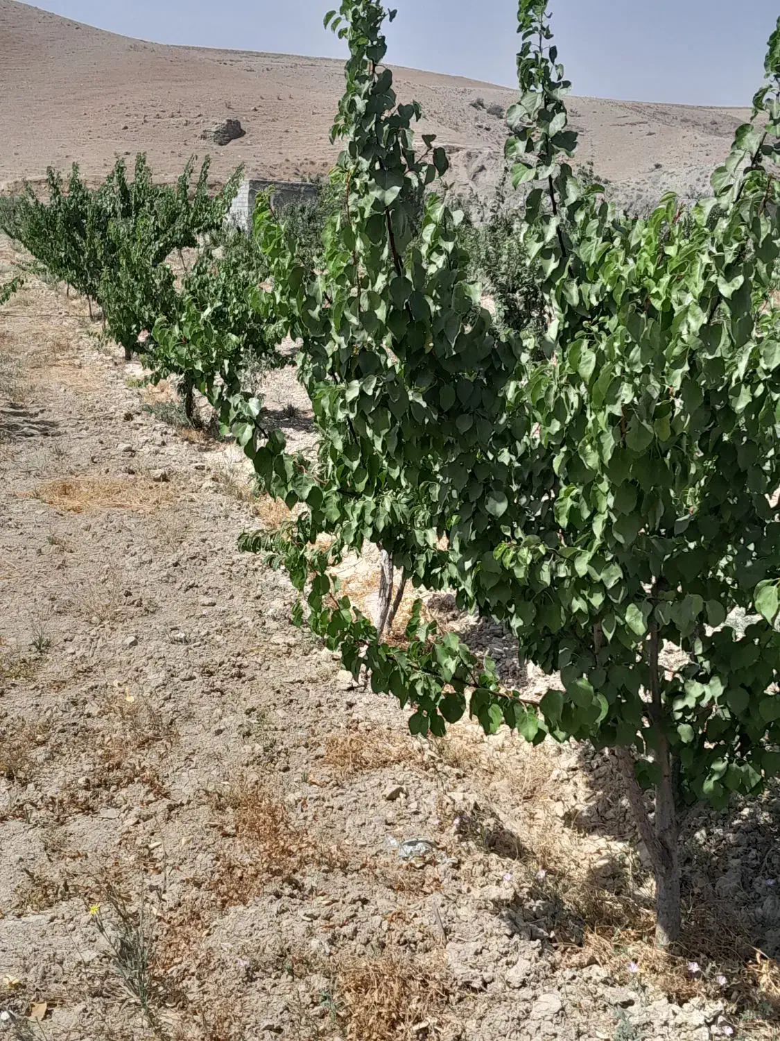 باغی فروشی|فروش دفتر صنعتی، کشاورزی، تجاری|گرمخان, |دیوار