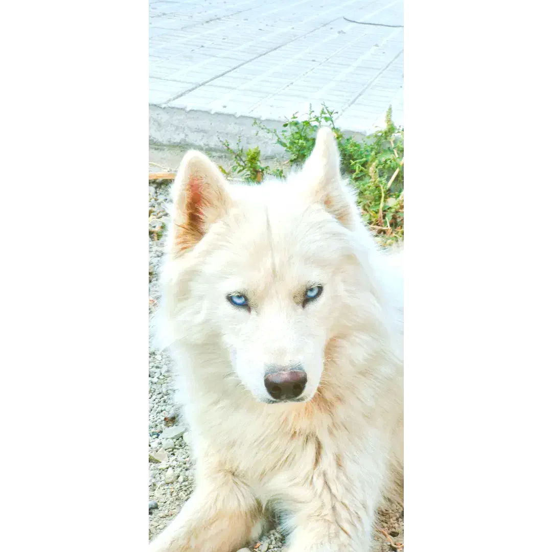 هاسکی|سگ|مراغه, |دیوار