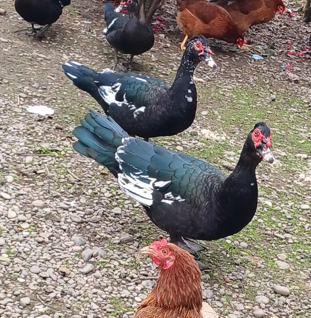 اردک اسرائیلی نر|حیوانات مزرعه|سنگر, |دیوار