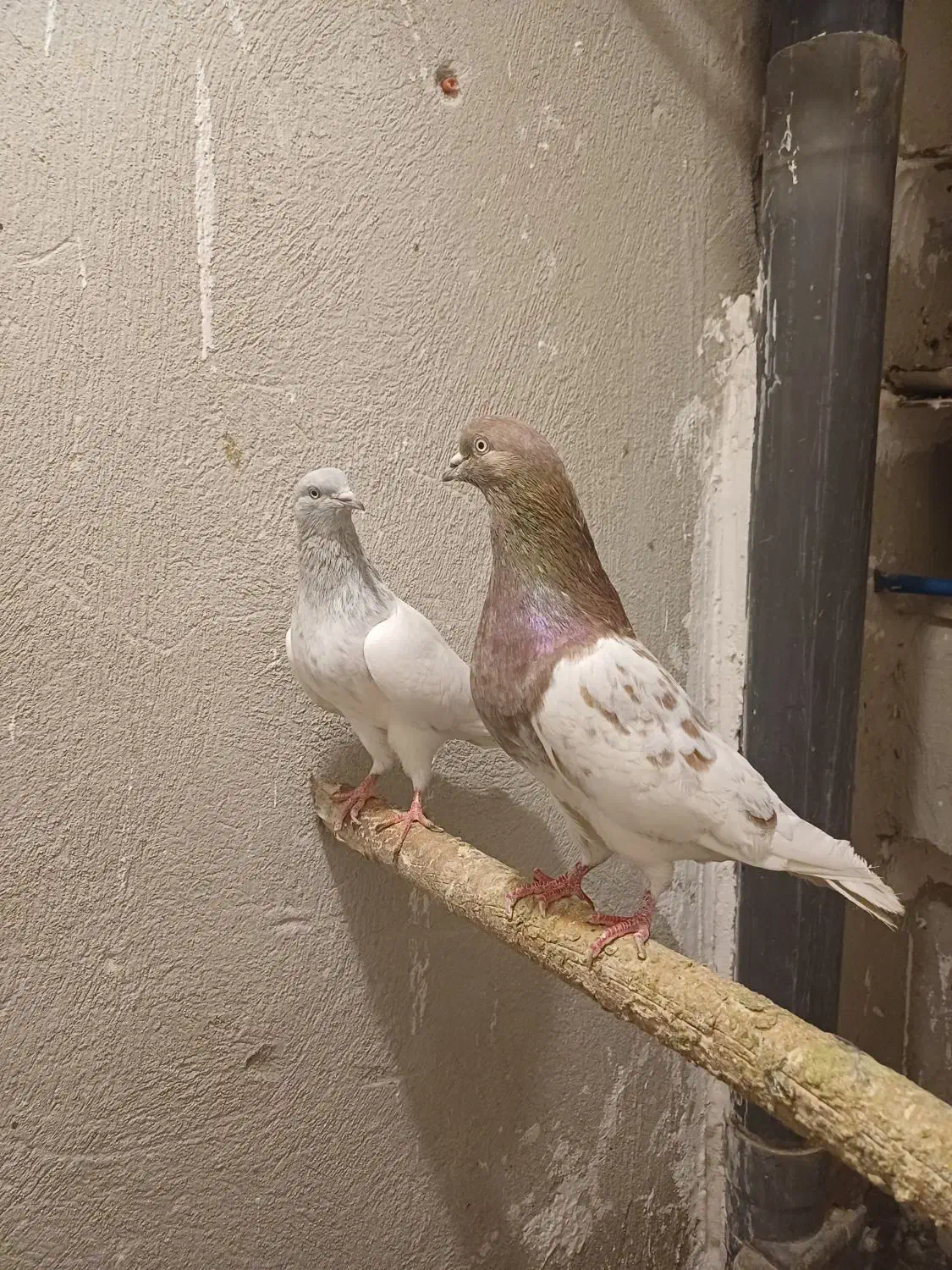 معاوضه با قناری عروس هلندی|پرنده|اندیشه, اندیشه فاز ۱|دیوار