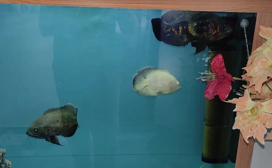 ماهی اسکار سلطنتی|ماهی|تبریز, |دیوار