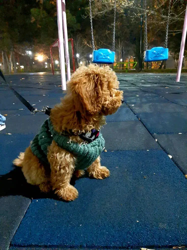 توله پودل مینی|سگ|مشهد, دانشجو|دیوار