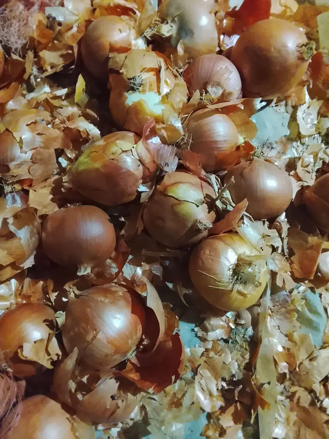 پیاز کله|خوردنی و آشامیدنی|فاروج, |دیوار