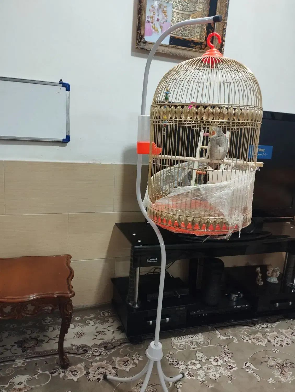 یک عدد عروس هلندی|پرنده|مشهد, شهید قربانی|دیوار