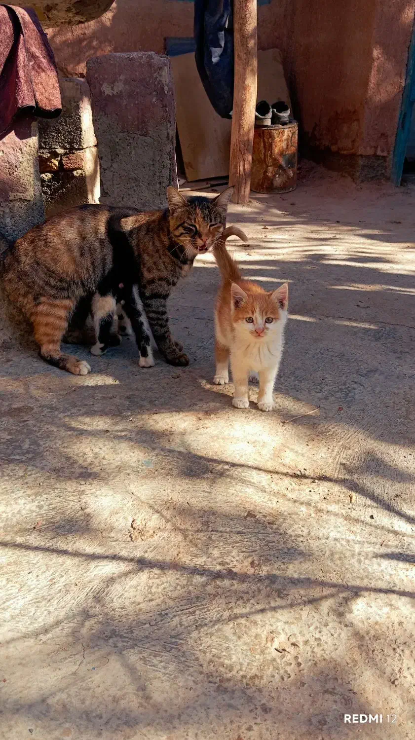 گربه ملوس ناز|گربه|مشهد, آبکوه|دیوار