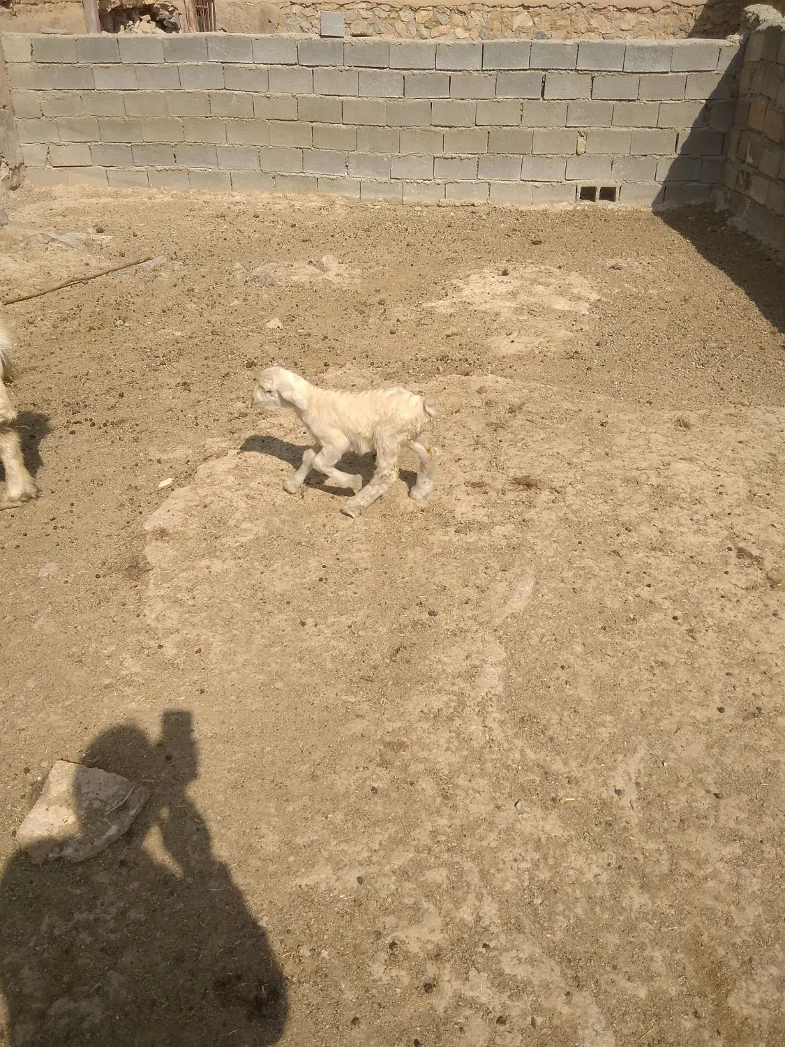 بره شیری|حیوانات مزرعه|مرودشت, رودبال|دیوار