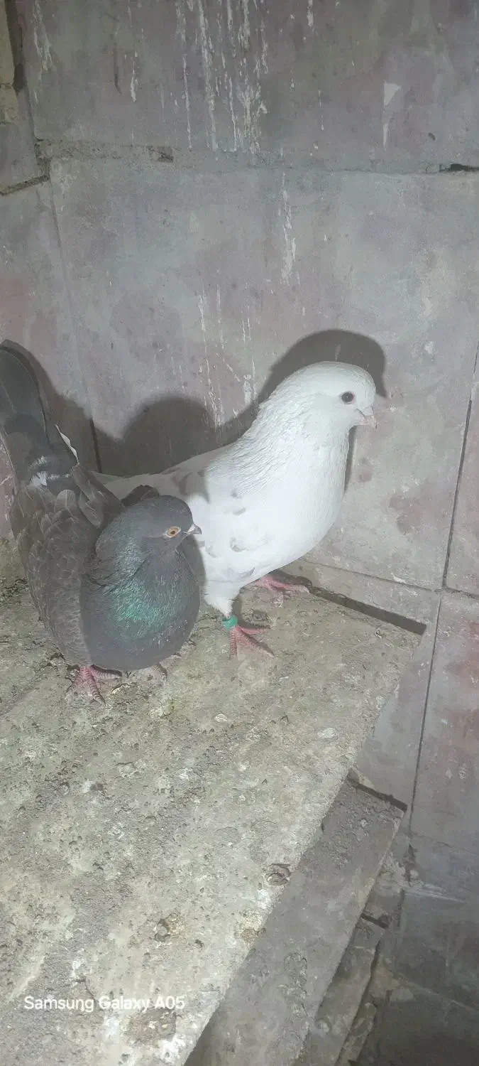 یک جفت طوقی|پرنده|اردبیل, |دیوار